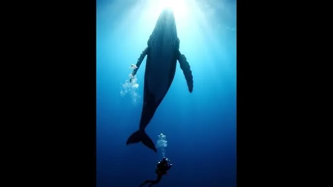 给我一个可以在线观看的懂得 - 深蓝星球：探索海洋深处的未知世界